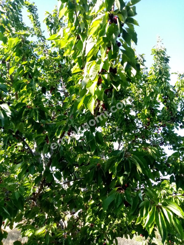 Mersin Özlü Mahallesi Satılık Tarla - Fotoğraf 2