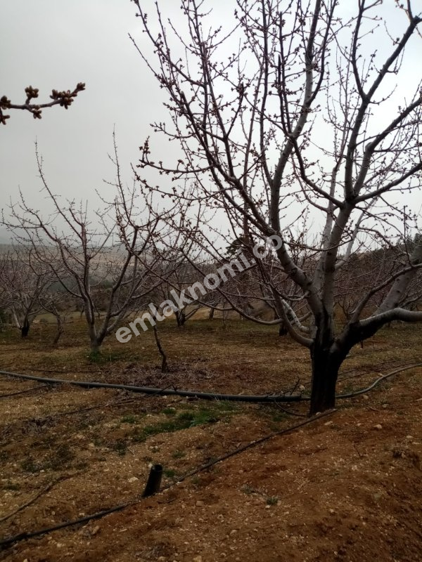 Mersin Özlü Mahallesi Satılık Tarla - Fotoğraf 4