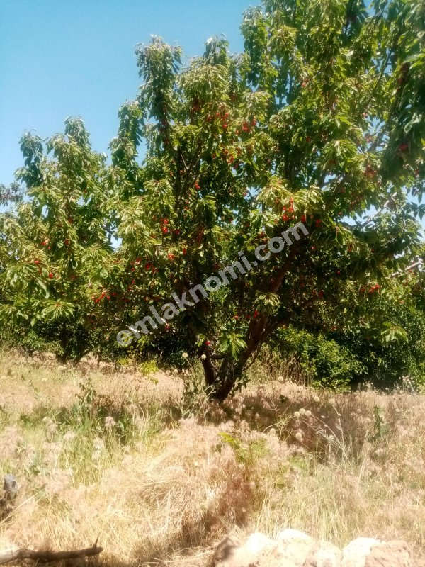 Mersin Özlü Mahallesi Satılık Tarla - Fotoğraf 9
