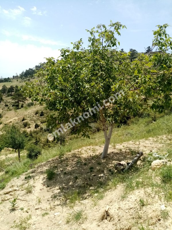 Mersin Özlü Mahallesi Satılık Tarla - Fotoğraf 10