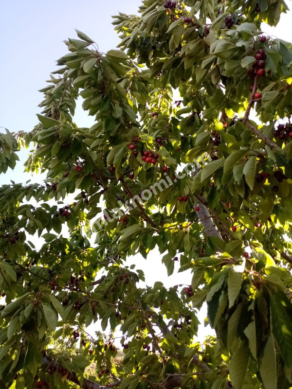 Mersin Özlü Mahallesi Satılık Tarla - Fotoğraf 13