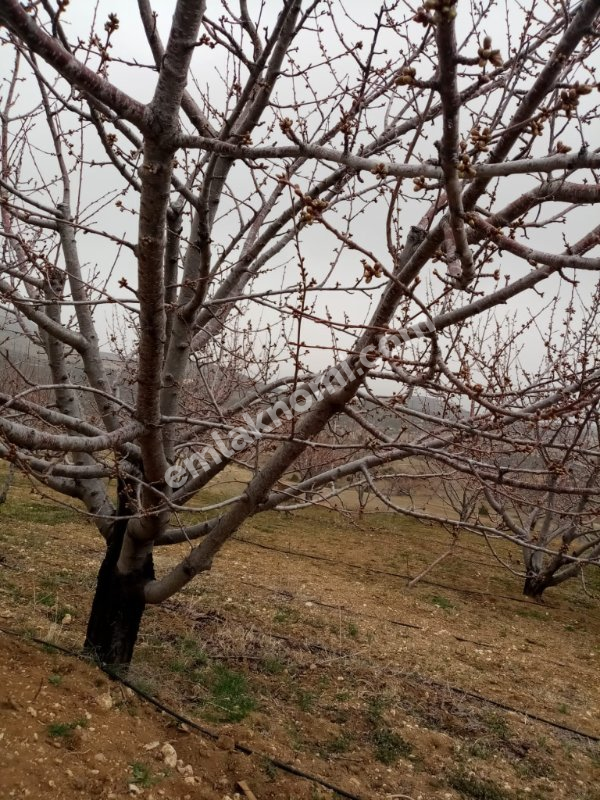Mersin Özlü Mahallesi Satılık Tarla - Fotoğraf 14