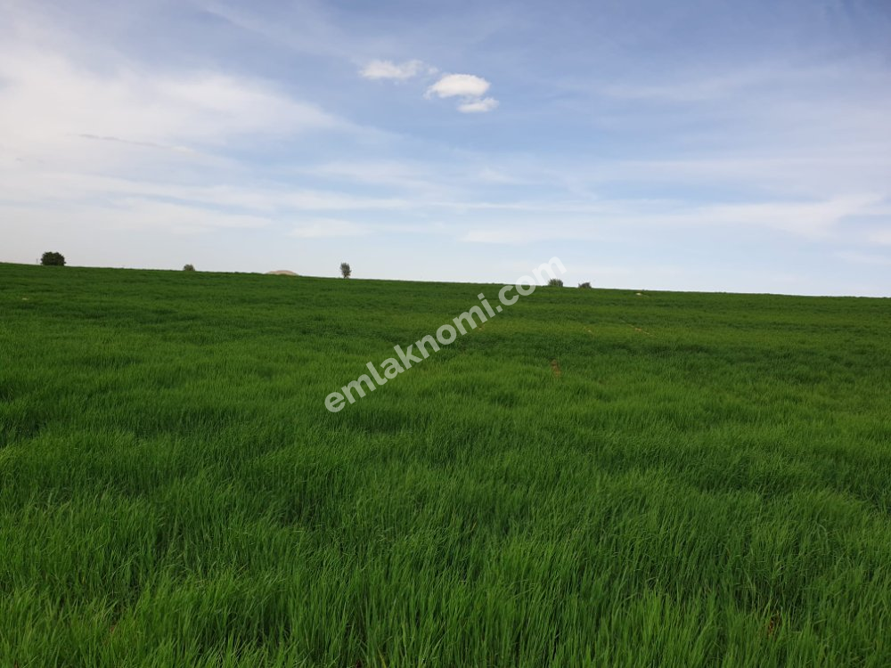 Karaman Satılık Tarla - Fotoğraf 2