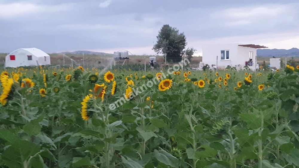 Karaman Satılık Tarla - Fotoğraf 5