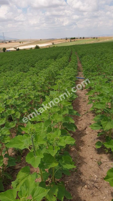 Karaman Satılık Tarla - Fotoğraf 6