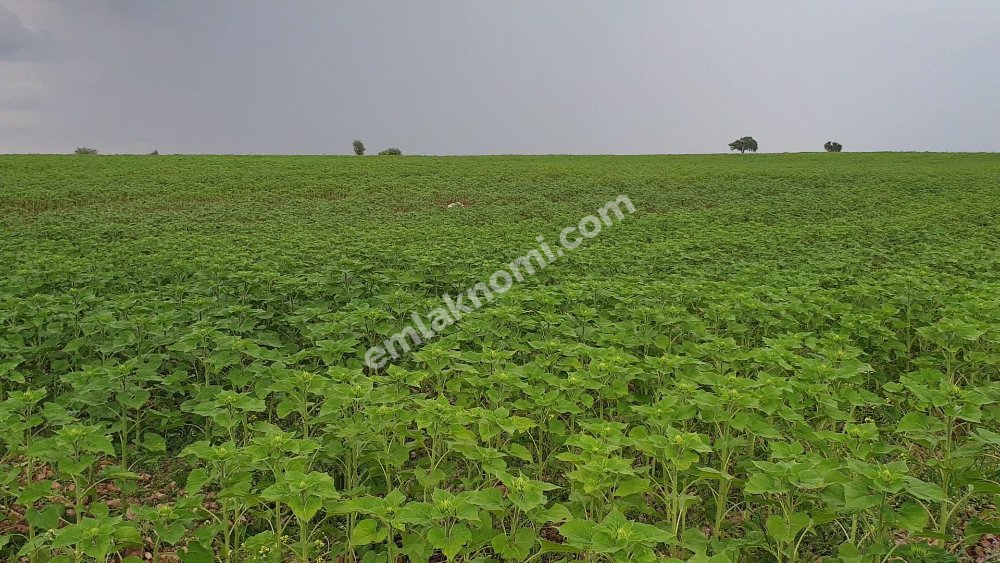 Karaman Satılık Tarla - Fotoğraf 8