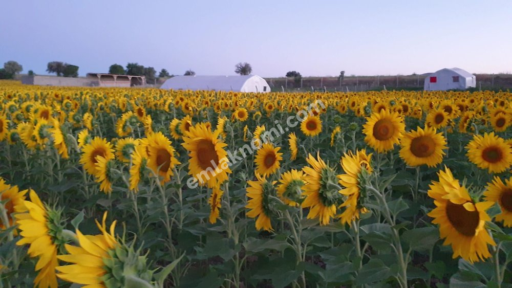 Karaman Satılık Tarla - Fotoğraf 13